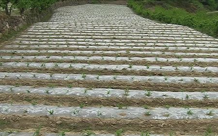 �ҹ���Ĥ�������λ�������һ ������Ⱦ����