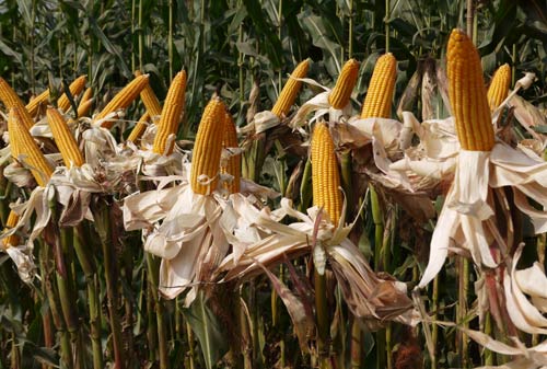 ����Ʒ��¢�����������г���Ϊ��ʷ